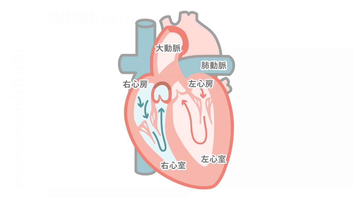 心臓画像
